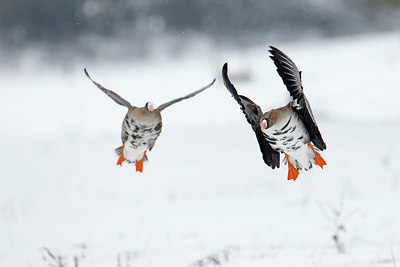 BUITEN BEELD Foto: 368697