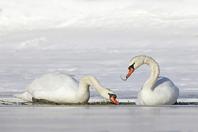 BUITEN BEELD Foto: 368698