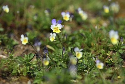 BUITEN BEELD Foto: 368706