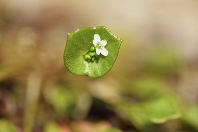 BUITEN BEELD Foto: 368710