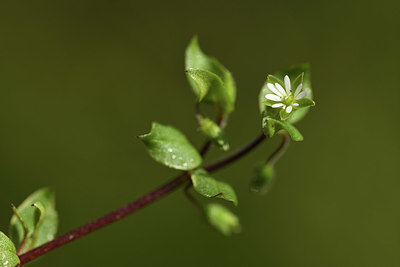 BUITEN BEELD Foto: 368711