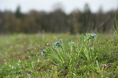 BUITEN BEELD Foto: 368715