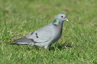 BUITEN BEELD Foto: 368789