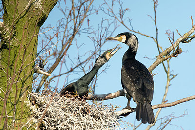 BUITEN BEELD Foto: 368790