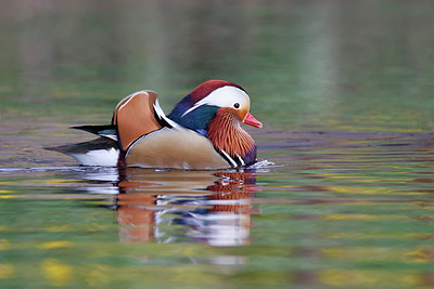 BUITEN BEELD Foto: 368800