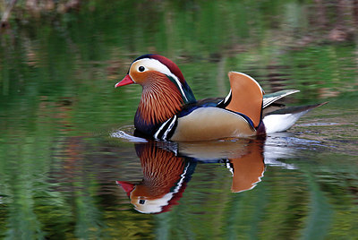 BUITEN BEELD Foto: 368803