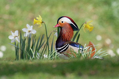 BUITEN BEELD Foto: 368804