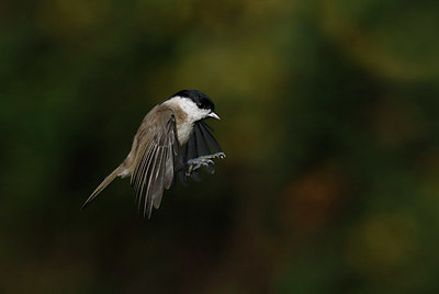 BUITEN BEELD Foto: 368814