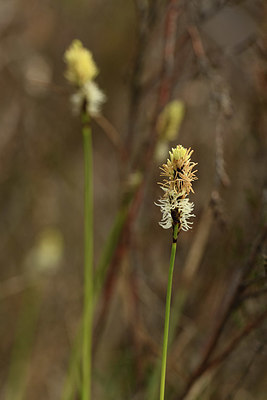 BUITEN BEELD Foto: 368818