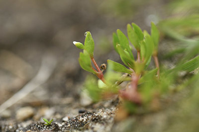 BUITEN BEELD Foto: 368819