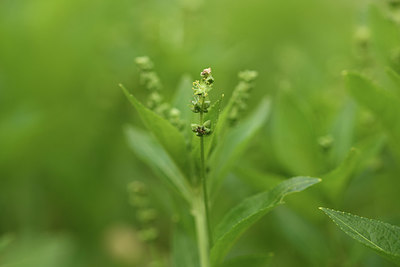 BUITEN BEELD Foto: 368826