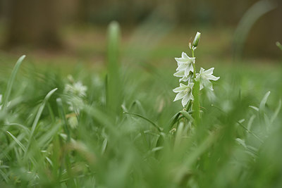 BUITEN BEELD Foto: 368827