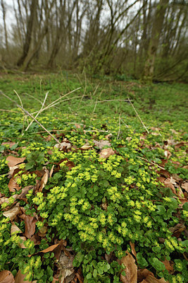 BUITEN BEELD Foto: 368829