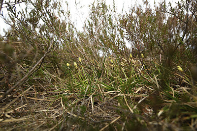 BUITEN BEELD Foto: 368835