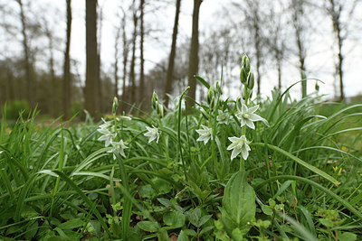 BUITEN BEELD Foto: 368843
