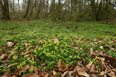 BUITEN BEELD Foto: 368845