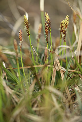 BUITEN BEELD Foto: 368846