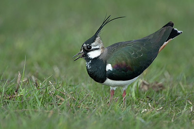 BUITEN BEELD Foto: 368932