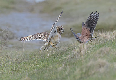 BUITEN BEELD Foto: 368943