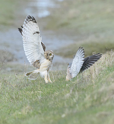 BUITEN BEELD Foto: 368944