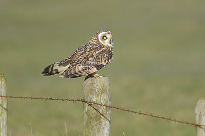 BUITEN BEELD Foto: 368951