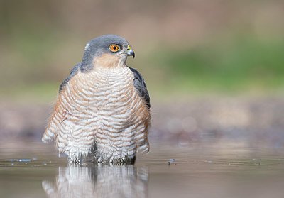 BUITEN BEELD Foto: 368962