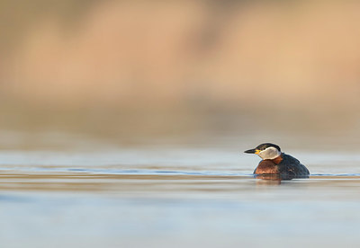 BUITEN BEELD Foto: 368965