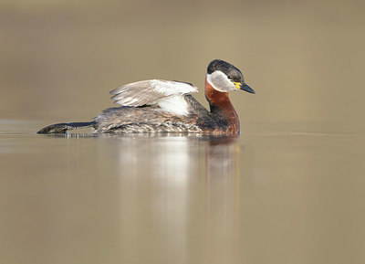 BUITEN BEELD Foto: 368967