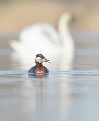 BUITEN BEELD Foto: 368968