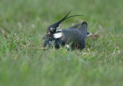 BUITEN BEELD Foto: 368969