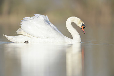 BUITEN BEELD Foto: 368971