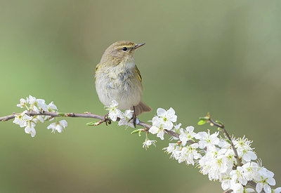 BUITEN BEELD Foto: 368985