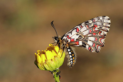 BUITEN BEELD Foto: 368988