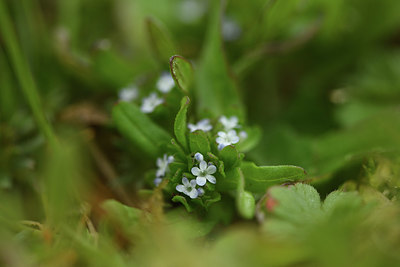 BUITEN BEELD Foto: 368995