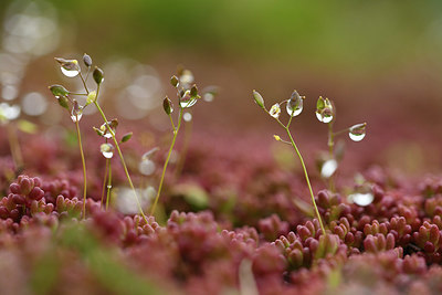 BUITEN BEELD Foto: 368998