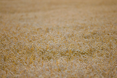 BUITEN BEELD Foto: 36073