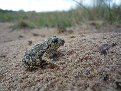 BUITEN BEELD Foto: 36099