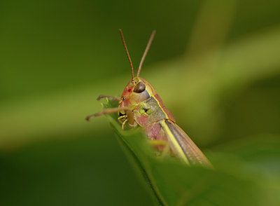 BUITEN BEELD Foto: 36108