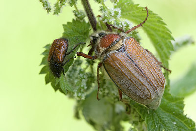 BUITEN BEELD Foto: 36134