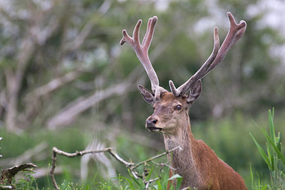 BUITEN BEELD Foto: 36184