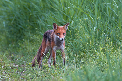 BUITEN BEELD Foto: 36188