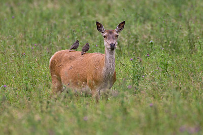 BUITEN BEELD Foto: 36198