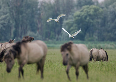BUITEN BEELD Foto: 36200