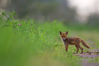 BUITEN BEELD Foto: 36206