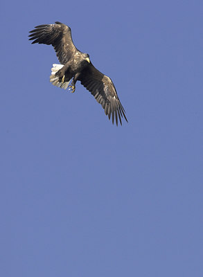 BUITEN BEELD Foto: 36229