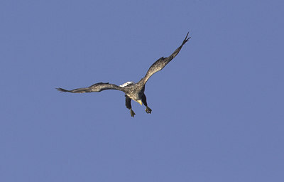 BUITEN BEELD Foto: 36230
