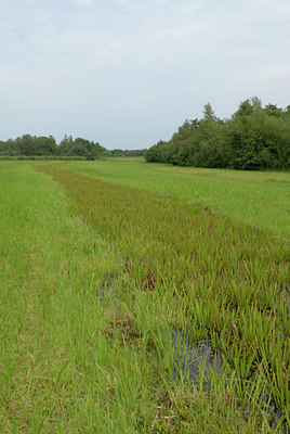 BUITEN BEELD Foto: 36251