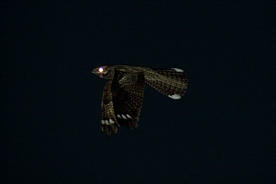 BUITEN BEELD Foto: 36263