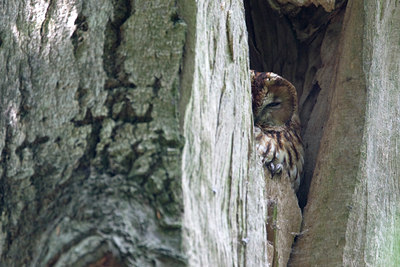 BUITEN BEELD Foto: 36282