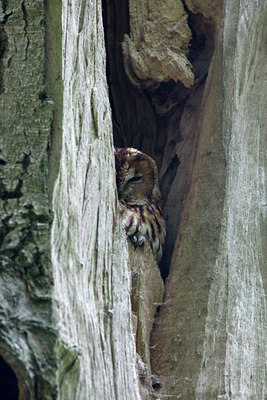 BUITEN BEELD Foto: 36288